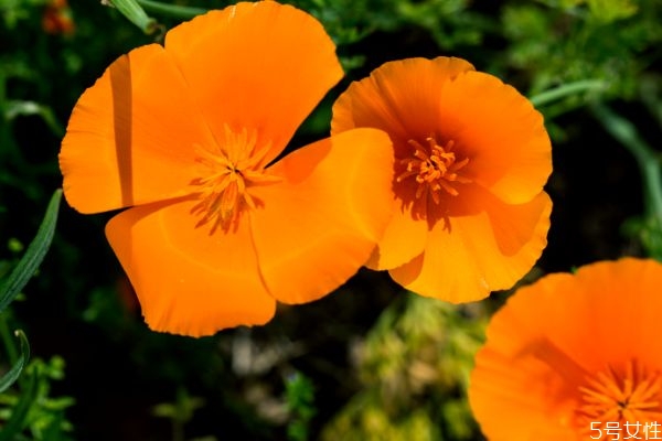 什么是花菱草呢 花菱草有什么作用呢 什么是花菱草呢 花菱草有什么作用呢