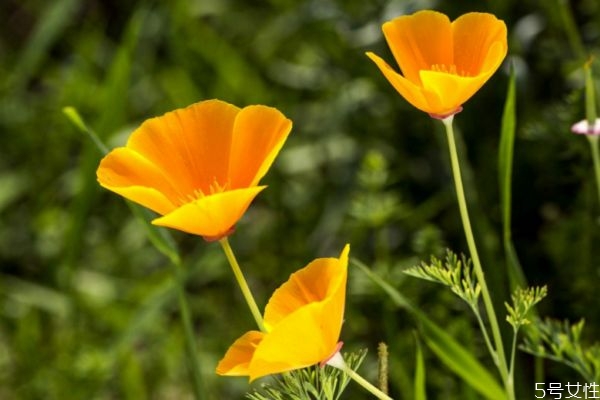 什么是花菱草呢 花菱草有什么作用呢 什么是花菱草呢 花菱草有什么作用呢