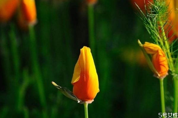 花菱草的花語是什么呢 花菱草的種植有什么注意呢 花菱草的花語是什么呢 花菱草的種植有什么注意呢