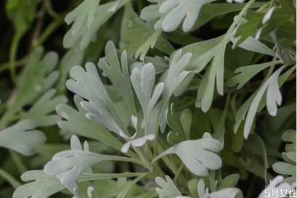 什么是芙蓉菊呢 芙蓉菊有什么作用呢 什么是芙蓉菊呢 芙蓉菊有什么作用呢