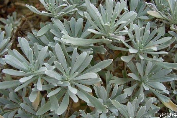 什么是芙蓉菊呢 芙蓉菊有什么作用呢 什么是芙蓉菊呢 芙蓉菊有什么作用呢