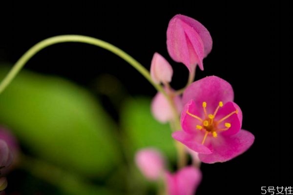 珊瑚藤的花語是什么呢 珊瑚藤的種植有什么注意的呢 珊瑚藤的花語是什么呢 珊瑚藤的種植有什么注意的呢