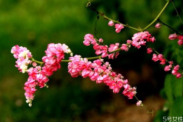 珊瑚藤的花語是什么呢 珊瑚藤的種植有什么注意的呢 珊瑚藤的花語是什么呢 珊瑚藤的種植有什么注意的呢