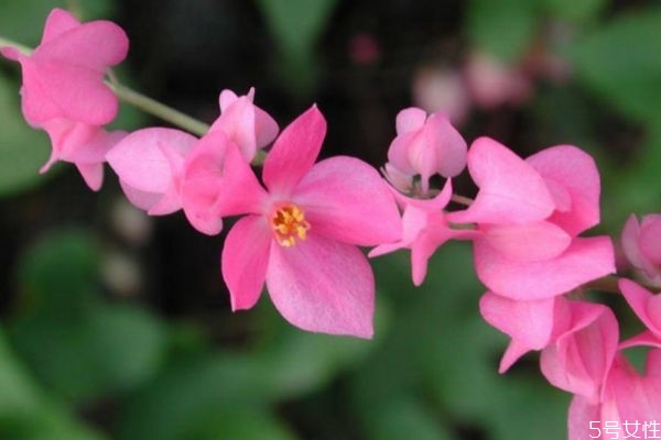 珊瑚藤的花語是什么呢 珊瑚藤的種植有什么注意的呢 珊瑚藤的花語是什么呢 珊瑚藤的種植有什么注意的呢