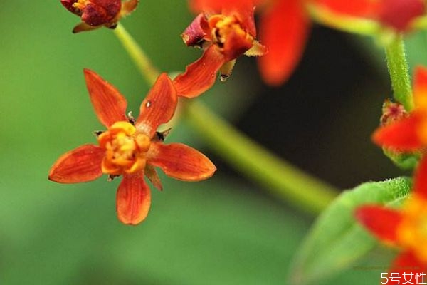 馬利筋的花語(yǔ)是什么呢 馬利筋的種植有什么注意的呢 馬利筋的花語(yǔ)是什么呢 馬利筋的種植有什么注意的呢