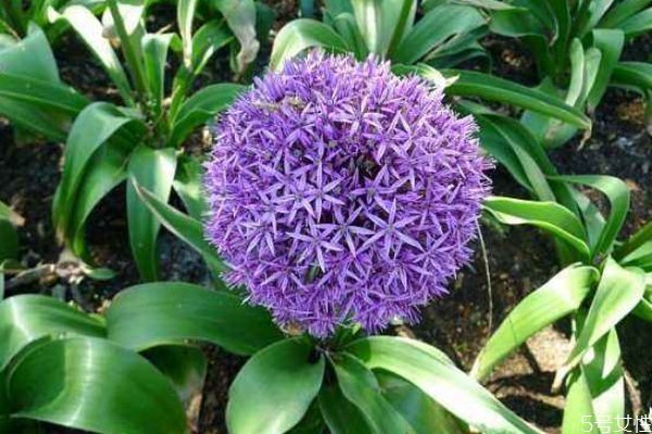 大花蔥是一種什么植物呢 大花蔥有什么作用呢 大花蔥是一種什么植物呢 大花蔥有什么作用呢