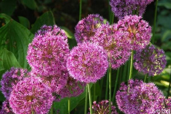 大花蔥是一種什么植物呢 大花蔥有什么作用呢 大花蔥是一種什么植物呢 大花蔥有什么作用呢