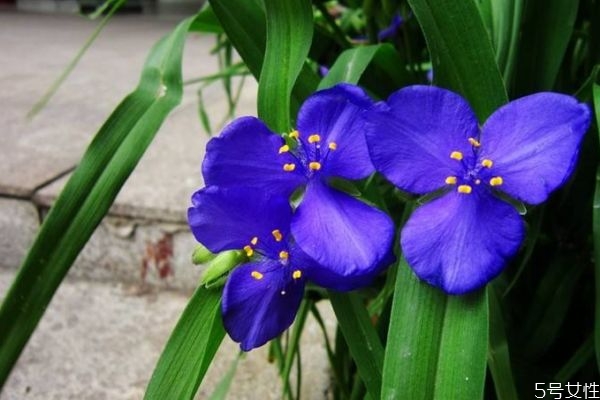 紫露草是一種什么植物呢 紫露草有什么作用呢 紫露草是一種什么植物呢 紫露草有什么作用呢