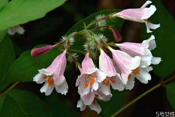 猬實(shí)是一種什么植物呢 猬實(shí)有什么作用呢 猬實(shí)是一種什么植物呢 猬實(shí)有什么作用呢