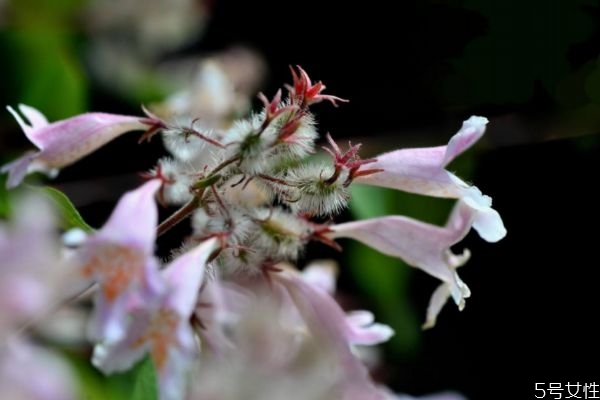 猬實(shí)是一種什么植物呢 猬實(shí)有什么作用呢 猬實(shí)是一種什么植物呢 猬實(shí)有什么作用呢