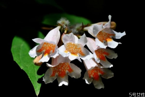 猬實(shí)是一種什么植物呢 猬實(shí)有什么作用呢 猬實(shí)是一種什么植物呢 猬實(shí)有什么作用呢