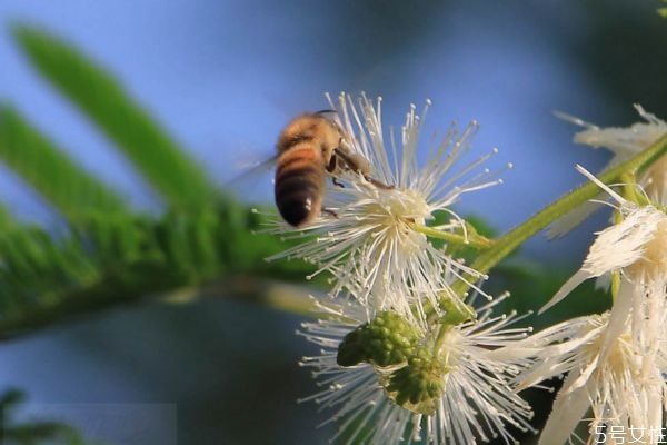 銀合歡的花語是什么呢 銀合歡的種植有什么注意的呢 銀合歡的花語是什么呢 銀合歡的種植有什么注意的呢