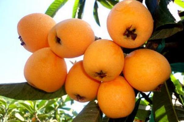 枇杷是寒性還是熱性 枇杷是堿性還是酸性水果 枇杷是寒性還是熱性 枇杷是堿性還是酸性水果