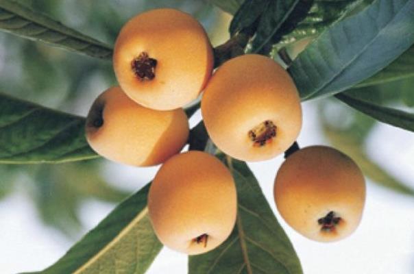 枇杷是寒性還是熱性 枇杷是堿性還是酸性水果 枇杷是寒性還是熱性 枇杷是堿性還是酸性水果