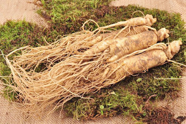 長白山人參可以燉雞嗎 長白山人參燉雞怎么燉 長白山人參可以燉雞嗎 長白山人參燉雞怎么燉