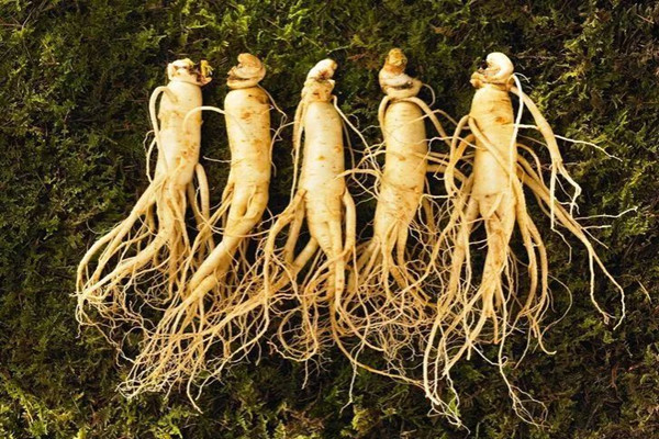 長白山人參可以燉雞嗎 長白山人參燉雞怎么燉 長白山人參可以燉雞嗎 長白山人參燉雞怎么燉