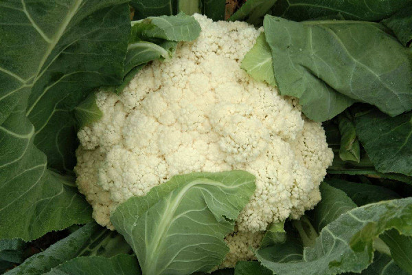 花菜是什么季節(jié)的蔬菜 花菜買什么樣的好 花菜是什么季節(jié)的蔬菜 花菜買什么樣的好