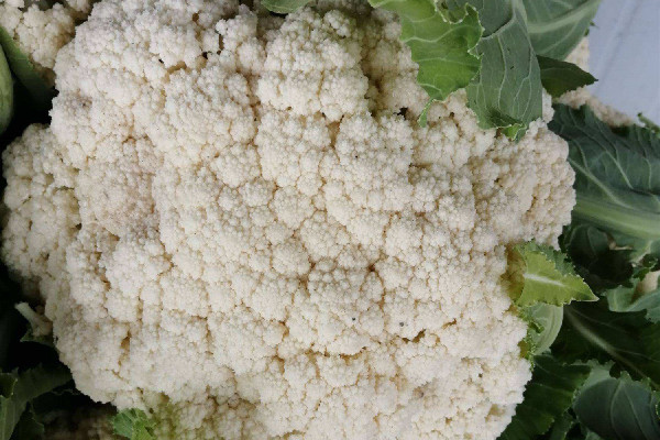 花菜是什么季節(jié)的蔬菜 花菜買什么樣的好 花菜是什么季節(jié)的蔬菜 花菜買什么樣的好