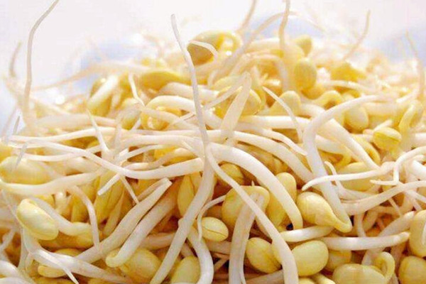 黃豆芽吃了會上火嗎 黃豆芽吃了會回奶嗎 黃豆芽吃了會上火嗎 黃豆芽吃了會回奶嗎