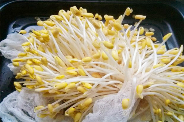 黃豆芽的嘌呤含量高嗎 黃豆芽對(duì)身體有什么好處 黃豆芽的嘌呤含量高嗎 黃豆芽對(duì)身體有什么好處