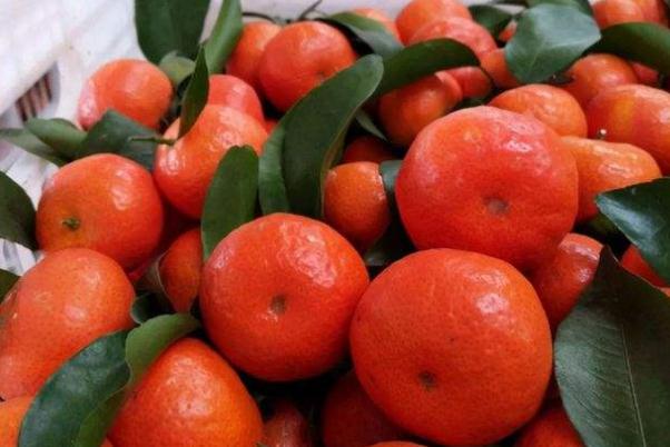 沙糖桔的糖分含量高嗎 血糖高能吃沙糖桔嗎 沙糖桔的糖分含量高嗎 血糖高能吃沙糖桔嗎