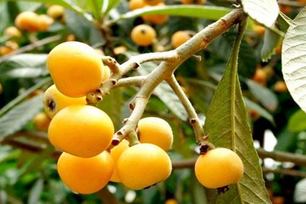 枇杷會(huì)不會(huì)過敏 枇杷會(huì)不會(huì)回奶 枇杷會(huì)不會(huì)過敏 枇杷會(huì)不會(huì)回奶