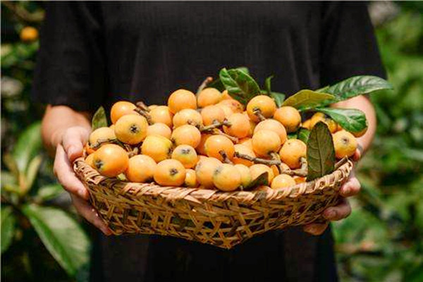 枇杷會(huì)不會(huì)過敏 枇杷會(huì)不會(huì)回奶 枇杷會(huì)不會(huì)過敏 枇杷會(huì)不會(huì)回奶