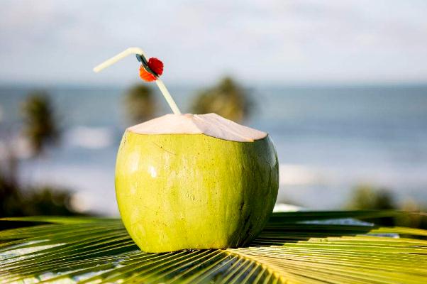 椰子有果肉嗎 椰子的果肉能吃嗎 椰子有果肉嗎 椰子的果肉能吃嗎