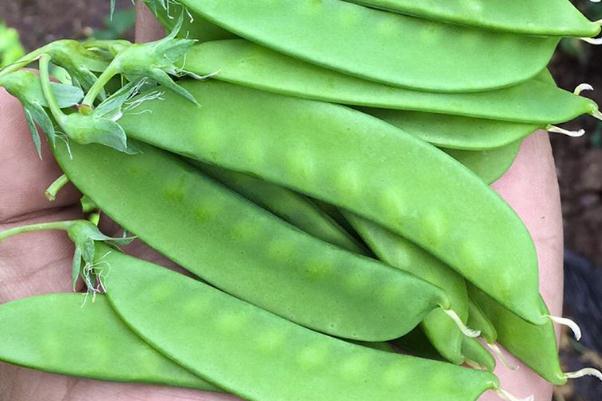 荷蘭豆是什么季節(jié)的菜 荷蘭豆是脆的熟了嗎 荷蘭豆是什么季節(jié)的菜 荷蘭豆是脆的熟了嗎