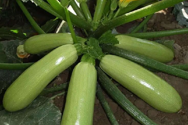 西葫蘆有苦味還能吃嗎 西葫蘆發(fā)苦是壞了嗎 西葫蘆有苦味還能吃嗎 西葫蘆發(fā)苦是壞了嗎