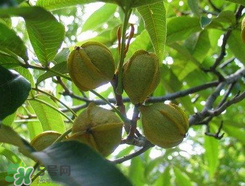 山核桃多少錢一斤市場價 野生核桃多少錢一斤 山核桃多少錢一斤市場價 野生核桃多少錢一斤